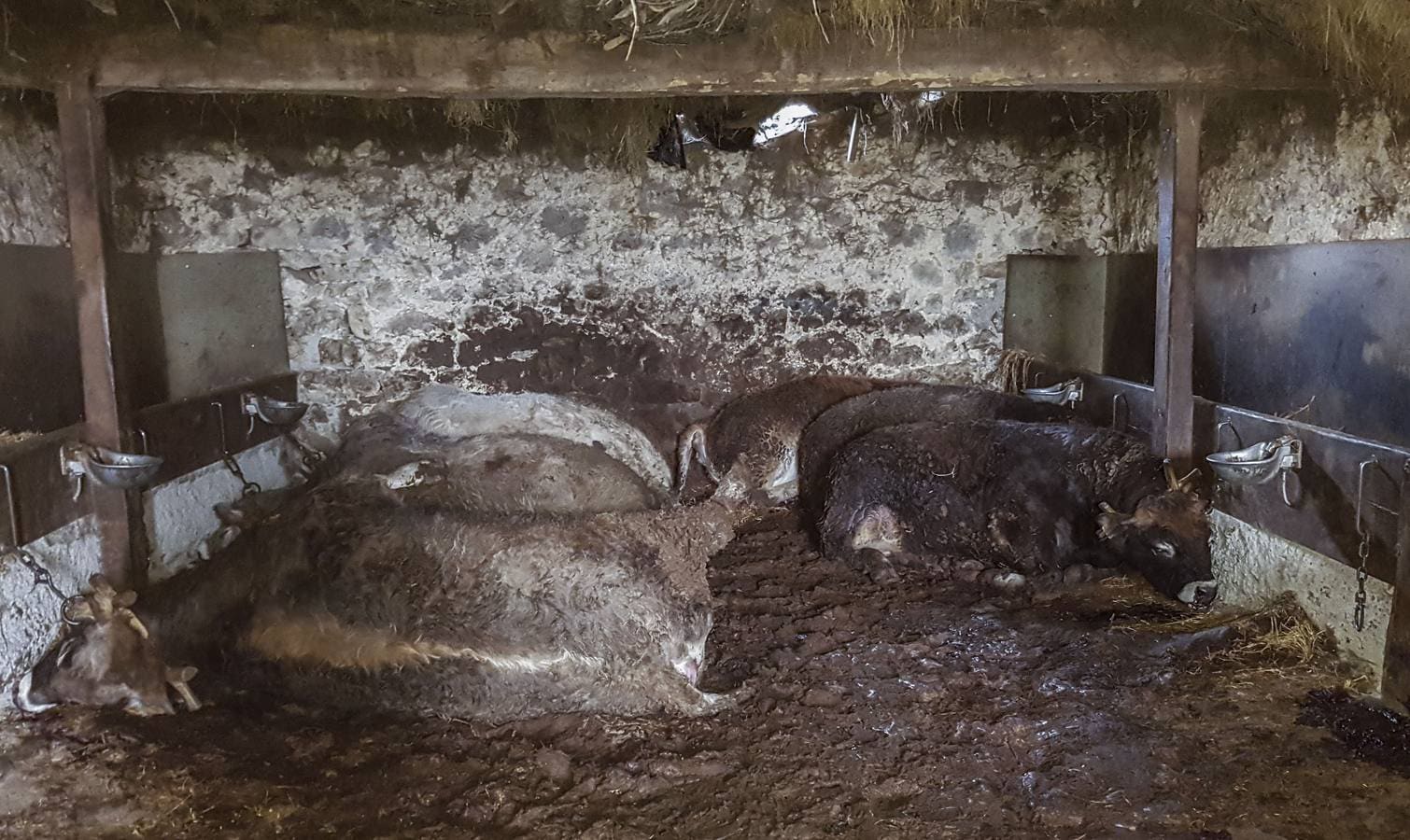 Aparecen muertos 11 terneros del ganadero de Bielva que perdió 23 tudancas en un incendio