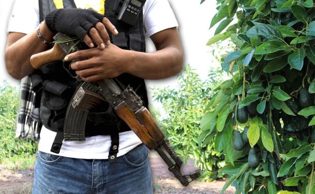 Un vigilante armado protege una plantación de aguacates en Michoacán. 