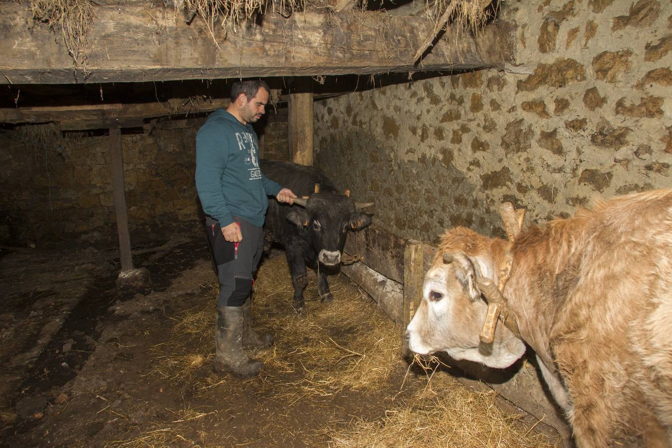 Las incógnitas de las reses sacrificadas en Bielva