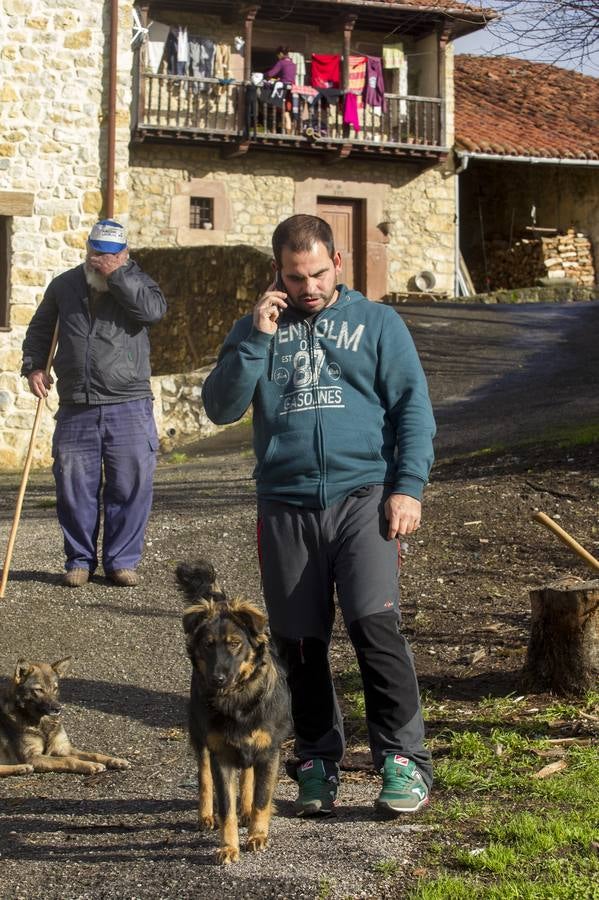 Las incógnitas de las reses sacrificadas en Bielva