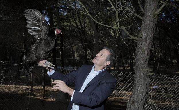 Imagen principal - Arriba, Alfonso Jiménez, presidente de Cascajares, con uno de sus capones de cría. Abajo, varios trabajadores preparan los capones. Y Gabriel, probador oficial de los productos. 