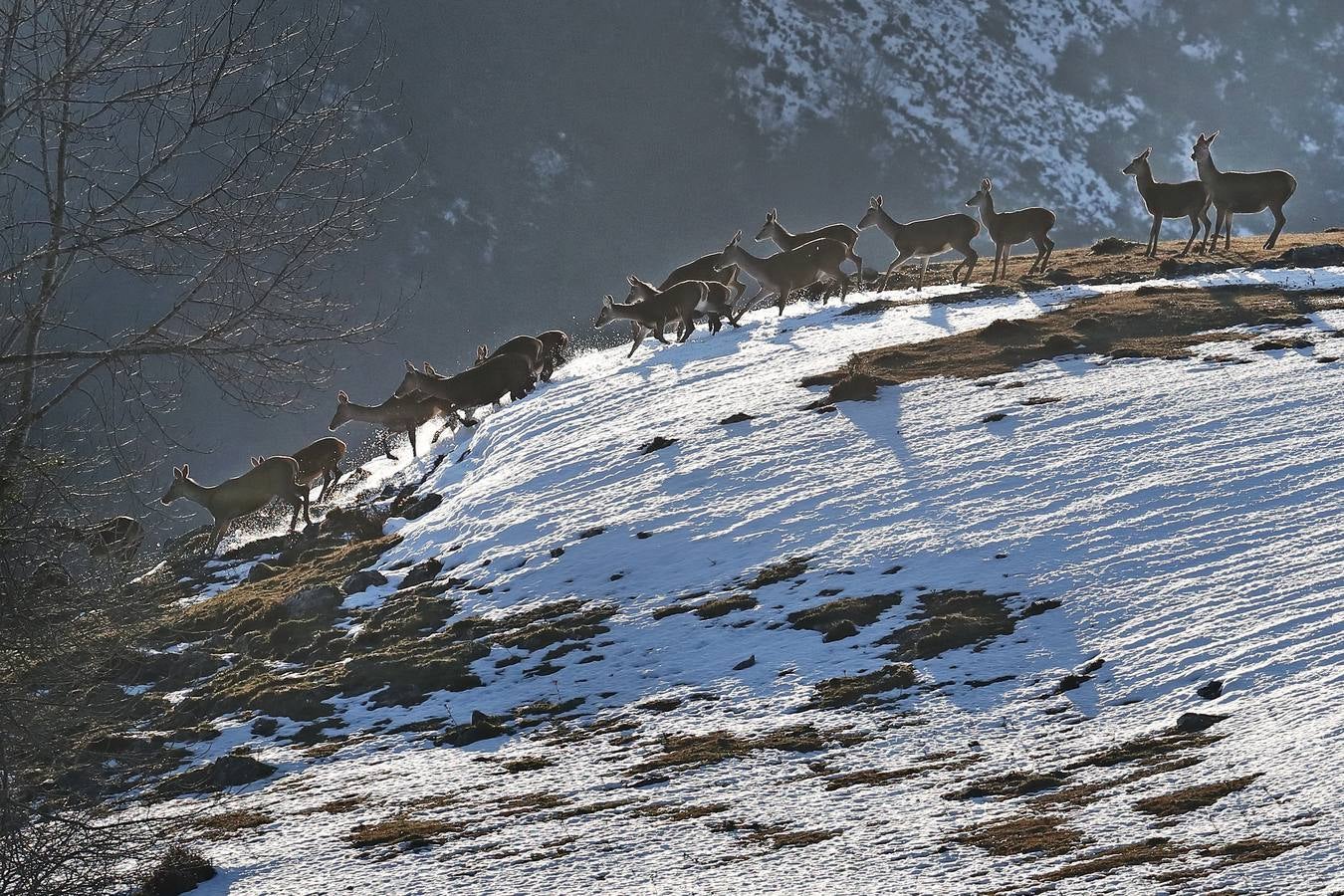 El monte Saja tiene sus propios ritmos y sus habitantes se adaptan al invierno a su manera. 