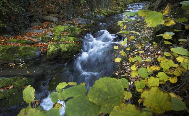 Cantabria prepara un plan para proteger y recuperar su flora amenazada