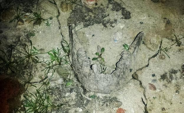 La mandíbula que encontrada en el pantano del Ebro.