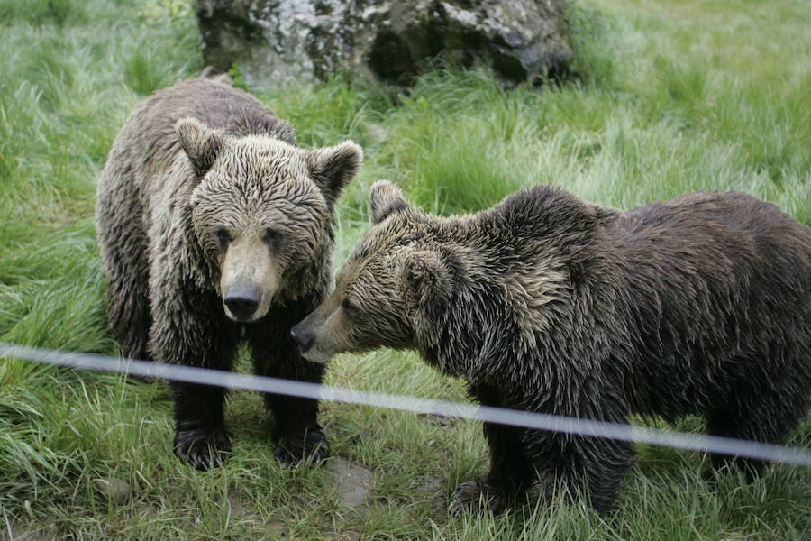 La vida de &#039;Tola&#039; y &#039;Paca&#039; en imágenes