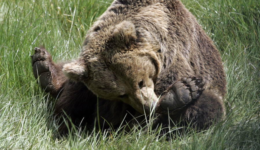 La vida de &#039;Tola&#039; y &#039;Paca&#039; en imágenes