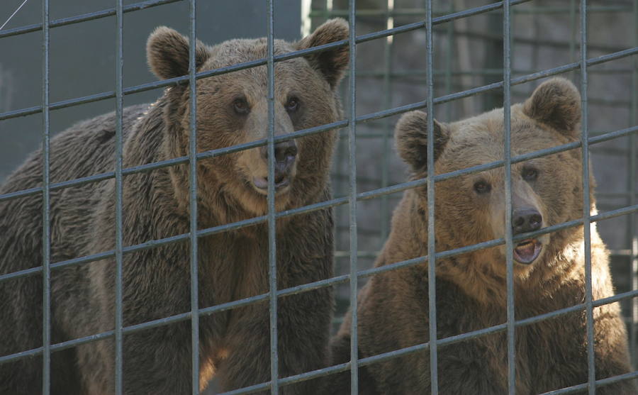 La vida de &#039;Tola&#039; y &#039;Paca&#039; en imágenes