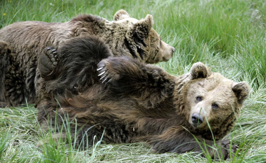 La vida de &#039;Tola&#039; y &#039;Paca&#039; en imágenes