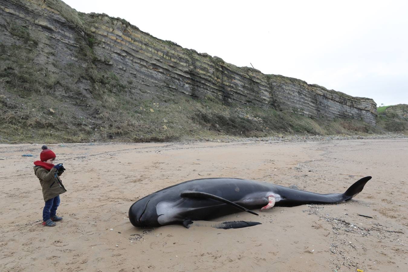 Aparece el cuerpo de un cachalote en la playa de Langre