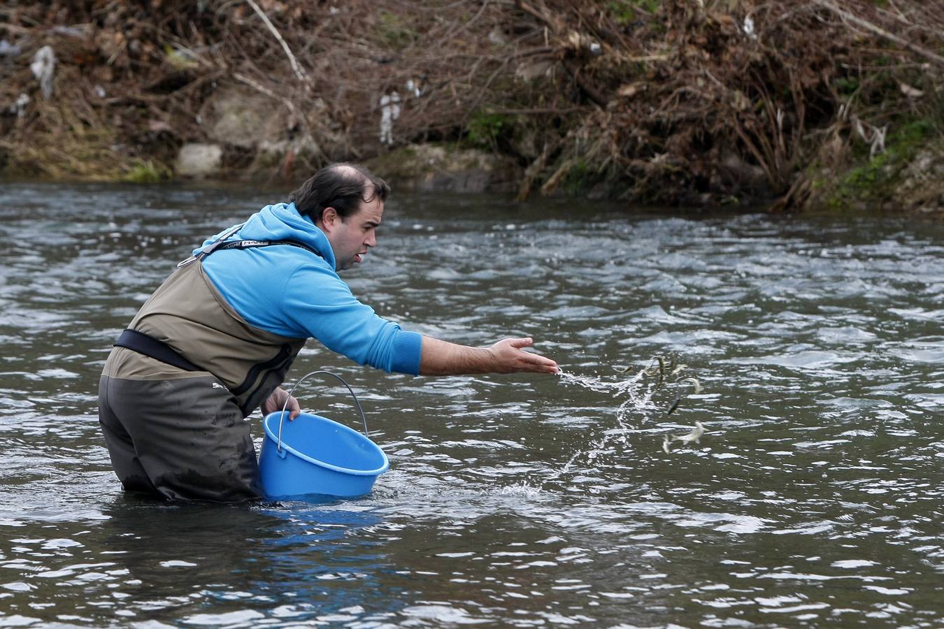 Pesca suelta casi 6.000 alevines de salmón para repoblar la especie en el río Besaya