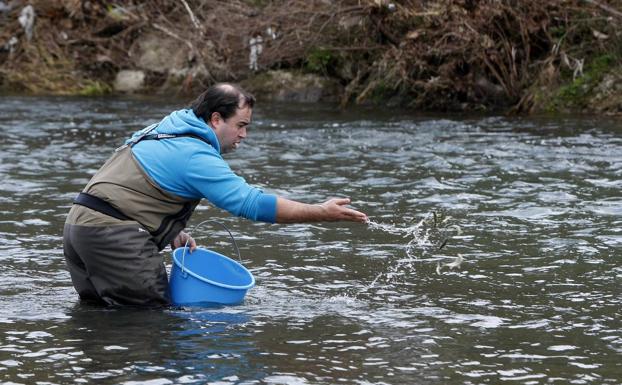 Medio Rural construirá una escala salmonera en el Saja-Besaya a su paso por Torrelavega