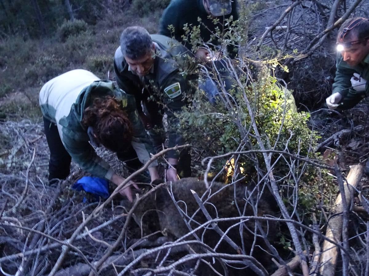 El oso ya está en el Centro de Recuperación de fauna salvaje de Villaescusa