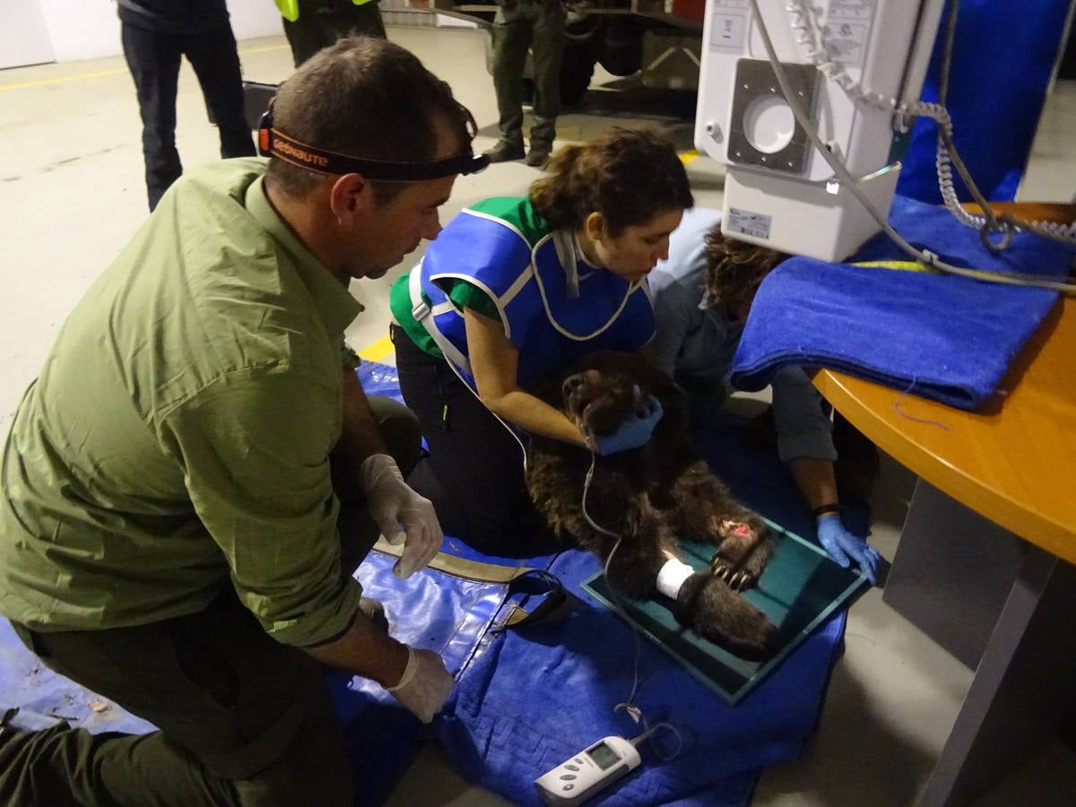 El oso ya está en el Centro de Recuperación de fauna salvaje de Villaescusa