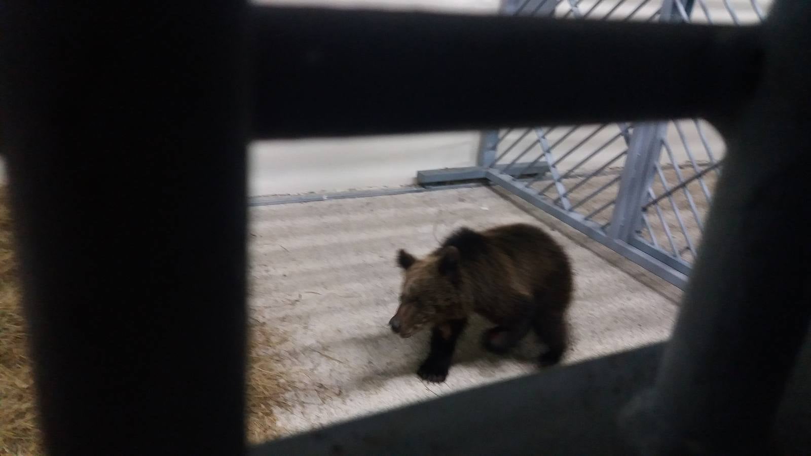 El oso ya está en el Centro de Recuperación de fauna salvaje de Villaescusa