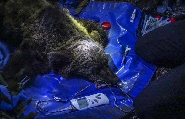 El joven oso 'Beato', conectado a un dispositivo para medir sus constantes vitales durante el momento de la captura.