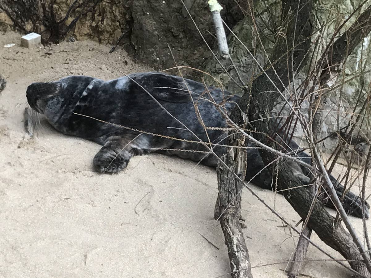 Una pequeña foca en la playa de Bikinis