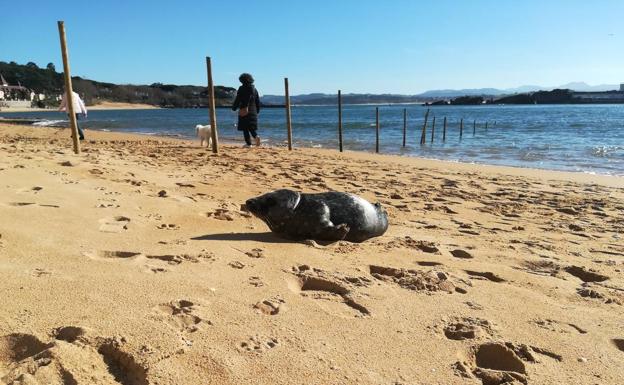 Imagen de la foca aparecida este mediodía en la playa de Los Peligros.