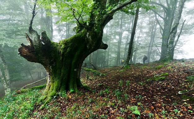 Los bosques son protagonistas en el municipio. 