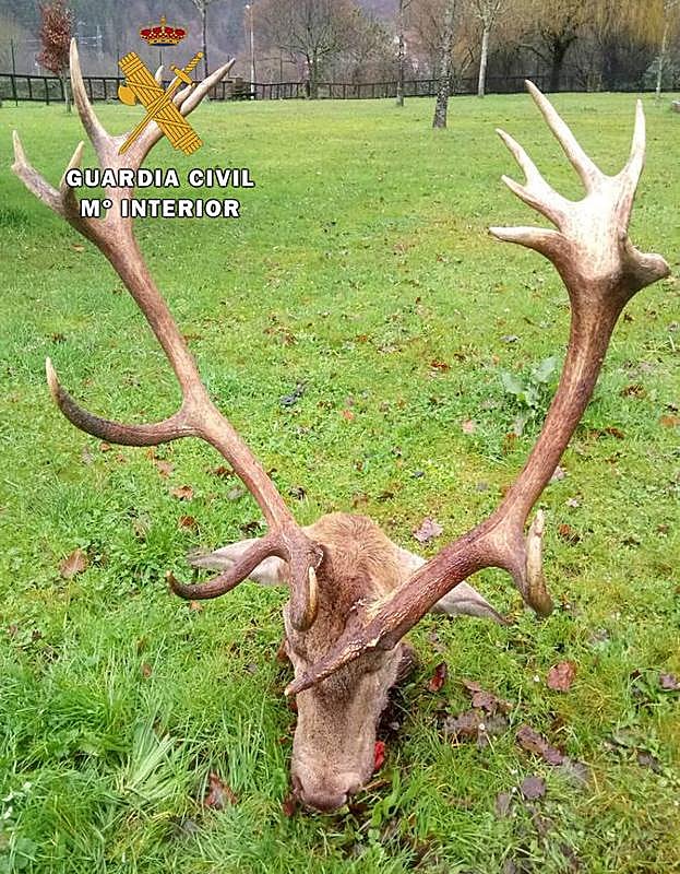 La cabeza del animal fue hallada en un cobertizo de Ucieda.