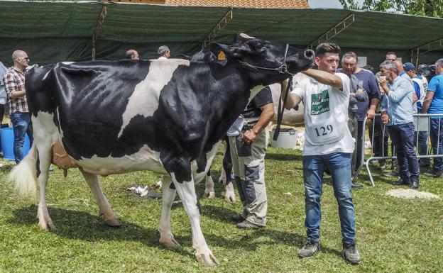 Un productor cántabro muestra su ejemplar de frisona durante la celebración de un concurso ganadero 