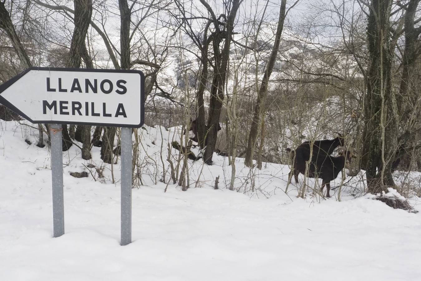 Los temporales de las últimas semanas han transformado los paisajes del interior de la región, que aparecen cubiertos por una espesa capa de nieve.