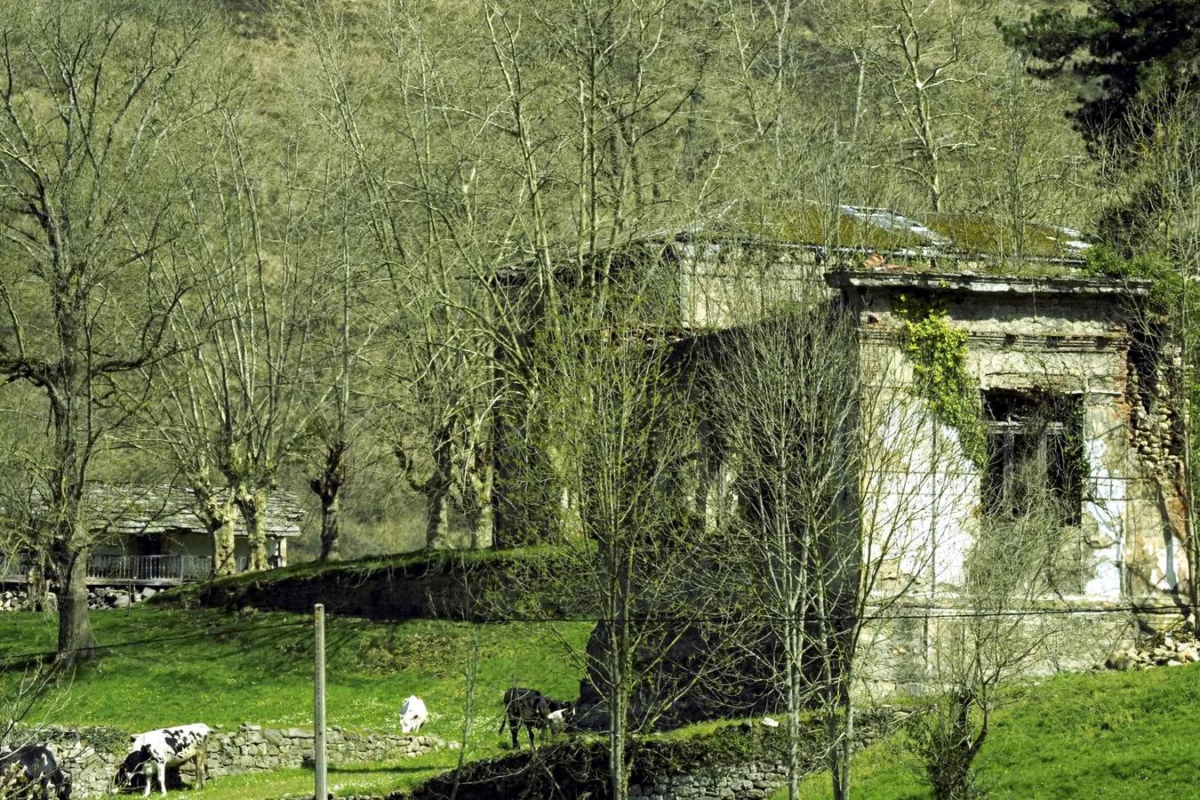 Tras el duro invierno que dejó media Cantabria bajo la nieve, con la llegada de la primavera el verde recobra su protagonismo en la región,