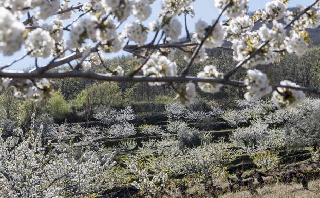 Imagen principal - Esta semana es la mejor para poder disfrutar del bellísimo panorama que brindan los cerezos en flor en el valle del Jerte. Esta semana es la mejor para poder disfrutar del bellísimo panorama que brindan los cerezos en flor en el valle del Jerte. La nieve, la gran novedad. 