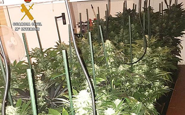 Plantación que el detenido tenía en el garaje de su casa.