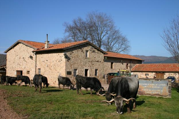 La finca de La Jerrizuela continuará preservando la raza tudanca en los montes de Los Corrales de Buelna. 