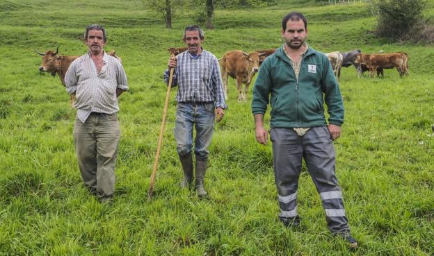 Julián y Manuel Fernández, tíos de Arturo Nebreda (de verde) y también del detenido, ayer junto a algunas de sus vacas en Bielva. 