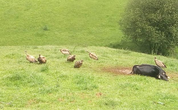 Imagen tomada por un vecino del Alto de la Morcilla, con la vaca ya muerta y varios de los buitres.