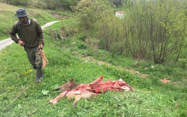 Joaquín Toribio, junto al animal que asegura han matado los lobos cerca de su casa.