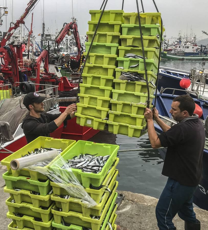 Fotos: Entra en las lonjas de Cantabria un millón de kilos de bocarte