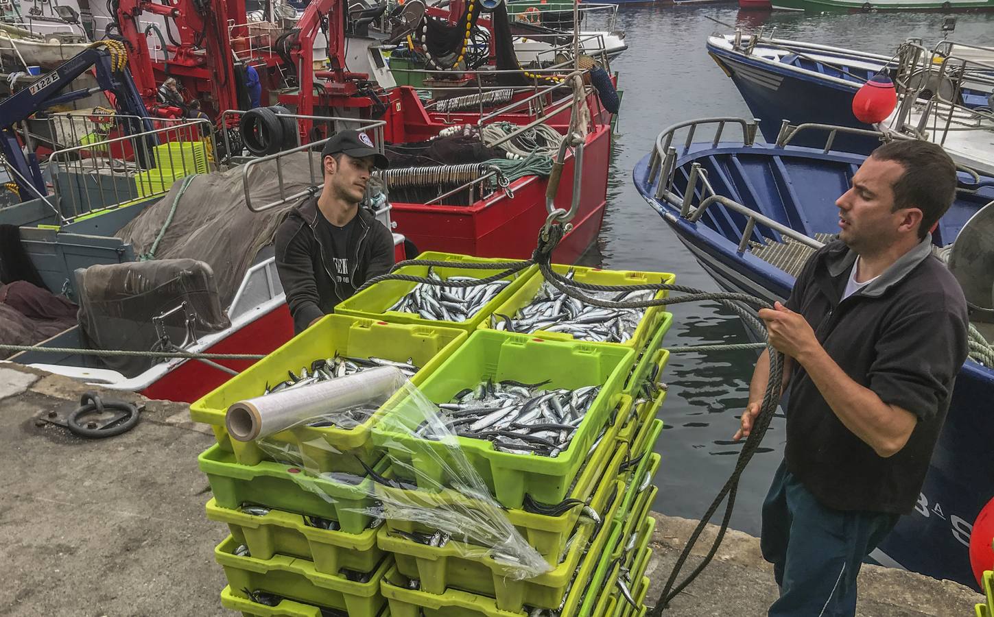 Fotos: Entra en las lonjas de Cantabria un millón de kilos de bocarte