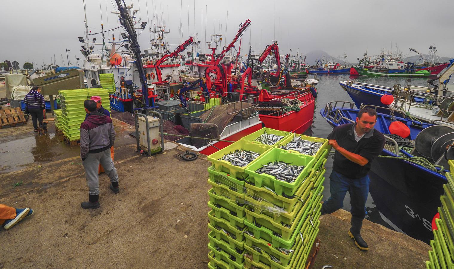 Fotos: Entra en las lonjas de Cantabria un millón de kilos de bocarte