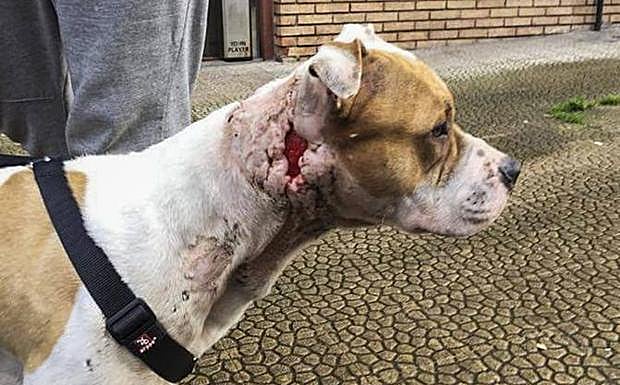 El Seprona investiga a un menor de 17 años por maltrato y abandono animal