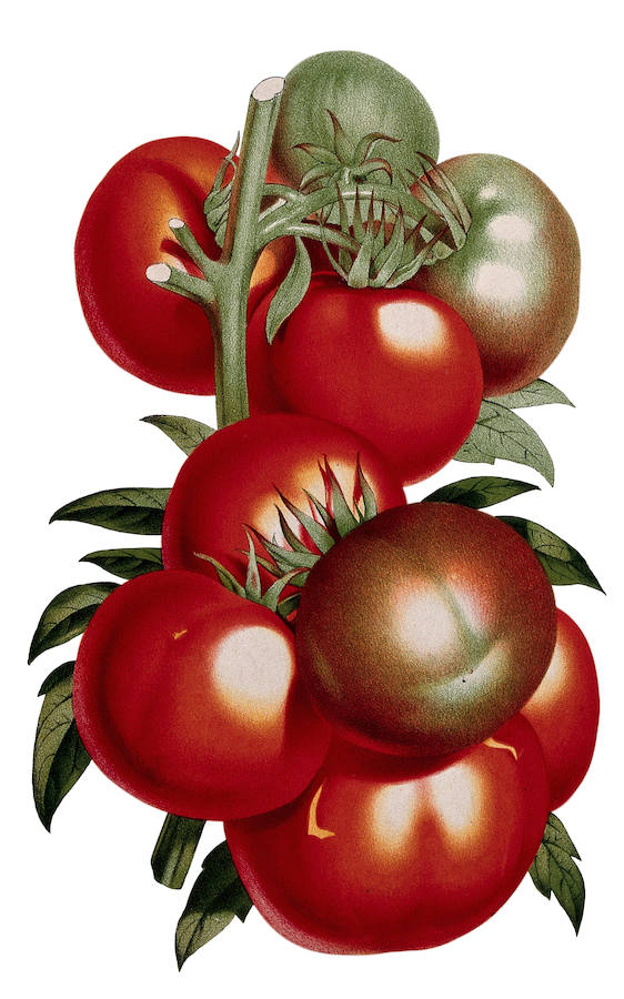 Tomates Pannemaeker, en 1854.