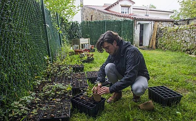 Las bellotas germinadas de roble crecen en los maceteros de Ángel, en La Cavada, con el fin de «reforestar Cantabria»