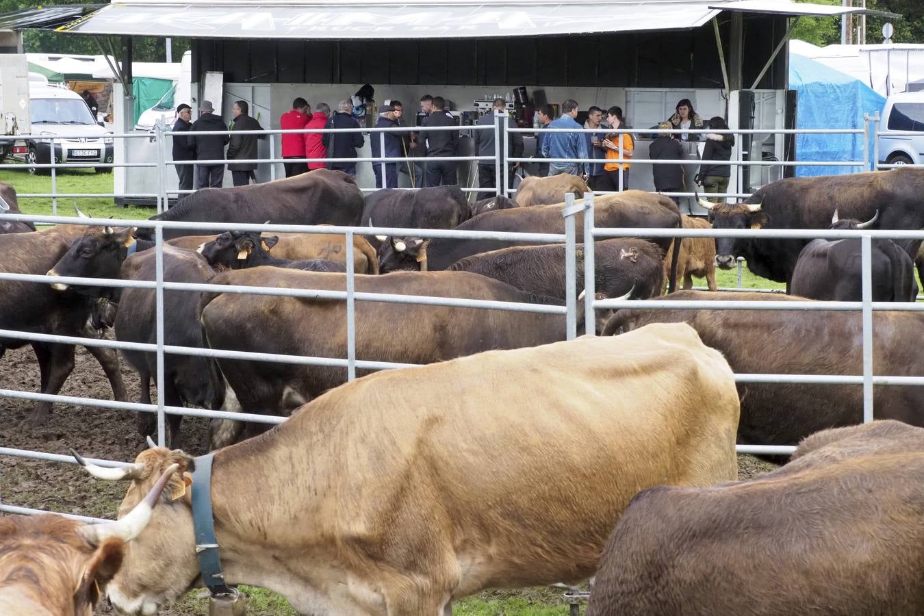 El municipio de Guriezo acogió su tradicional feria ganadera, en la que pese almal tiempo hubo una gran participación.