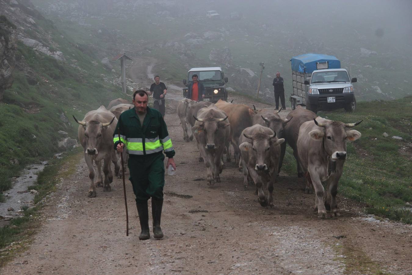 Fotos: Los ganaderos de Camaleño suben el ganado a los puertos de Áliva