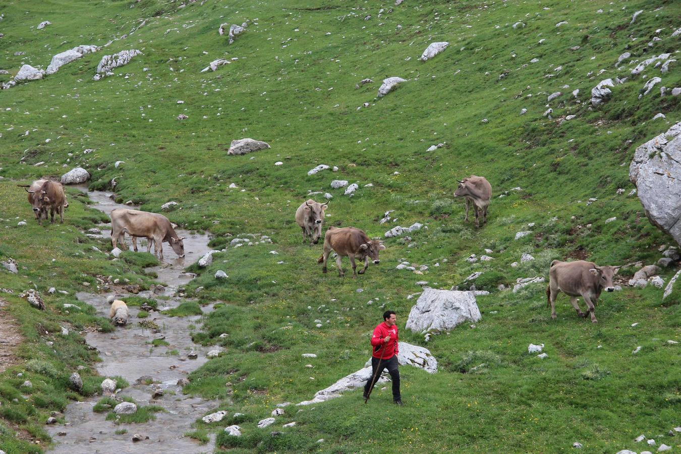 Fotos: Los ganaderos de Camaleño suben el ganado a los puertos de Áliva