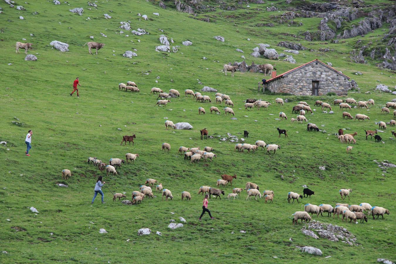 Fotos: Los ganaderos de Camaleño suben el ganado a los puertos de Áliva