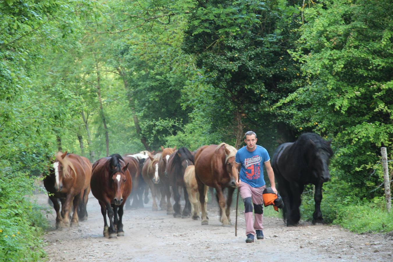 Fotos: Los ganaderos de Camaleño suben el ganado a los puertos de Áliva