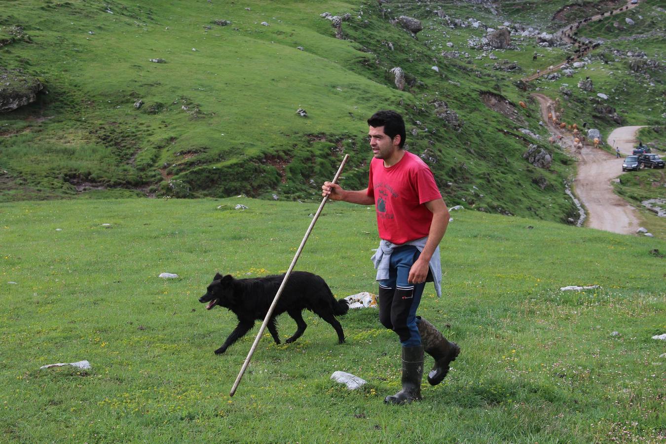 Fotos: Los ganaderos de Camaleño suben el ganado a los puertos de Áliva