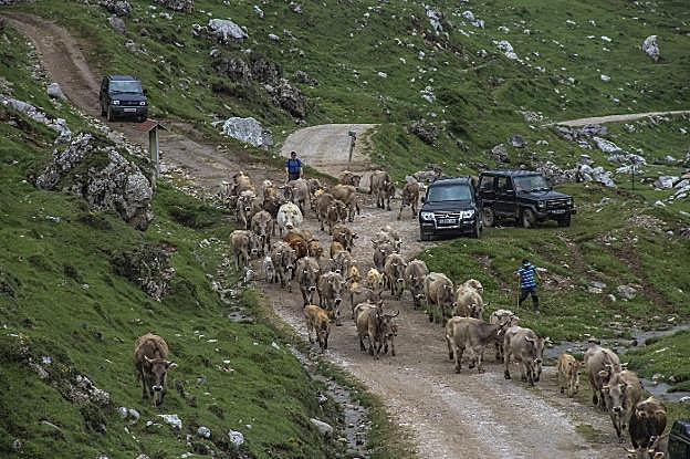Los ganaderos de Camaleño llevan sus cabañas a los puertos de Áliva.