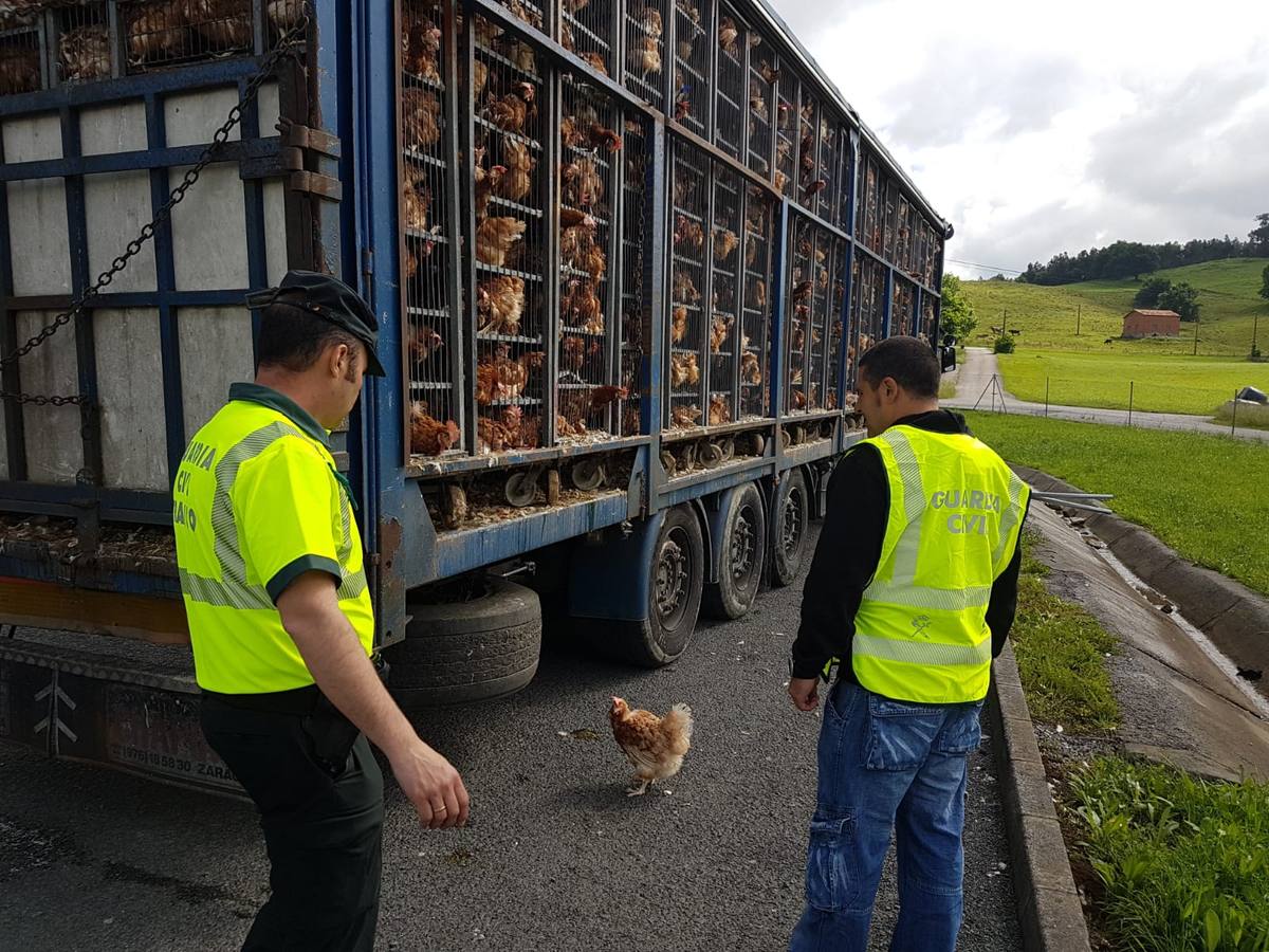 Fotos: Gallinas hacinadas
