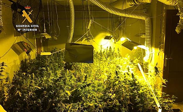 Parte de la plantación, alumbrada por las potentes bombillas.