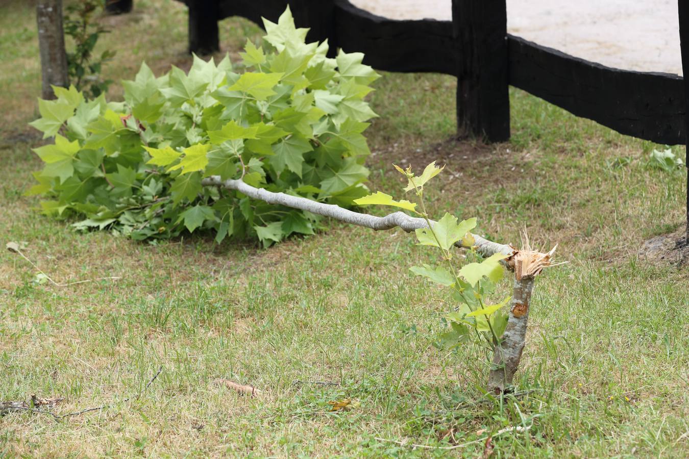 Fotos: Árboles completamente destrozados en el área recreativa de Terán