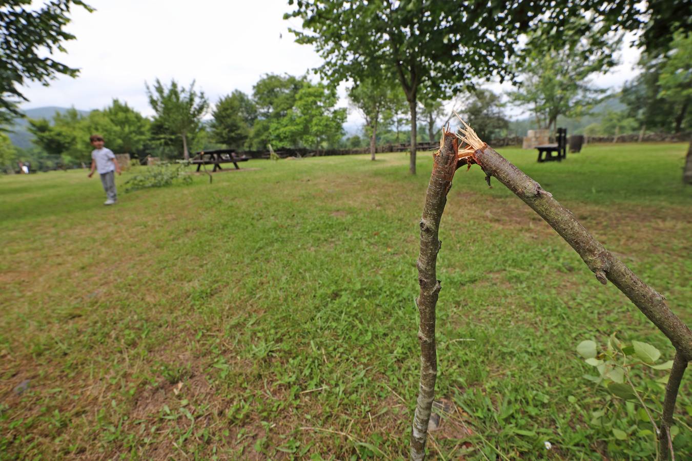 Fotos: Árboles completamente destrozados en el área recreativa de Terán