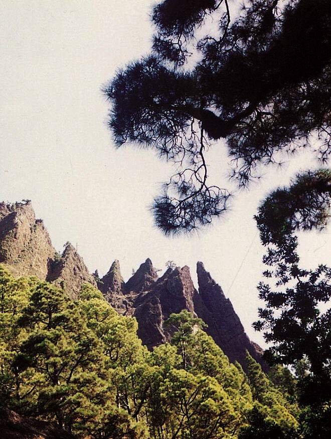 Caldera de Taburiente. Isla de La Palma. Especies endémicas. 4.690 hectáreas.